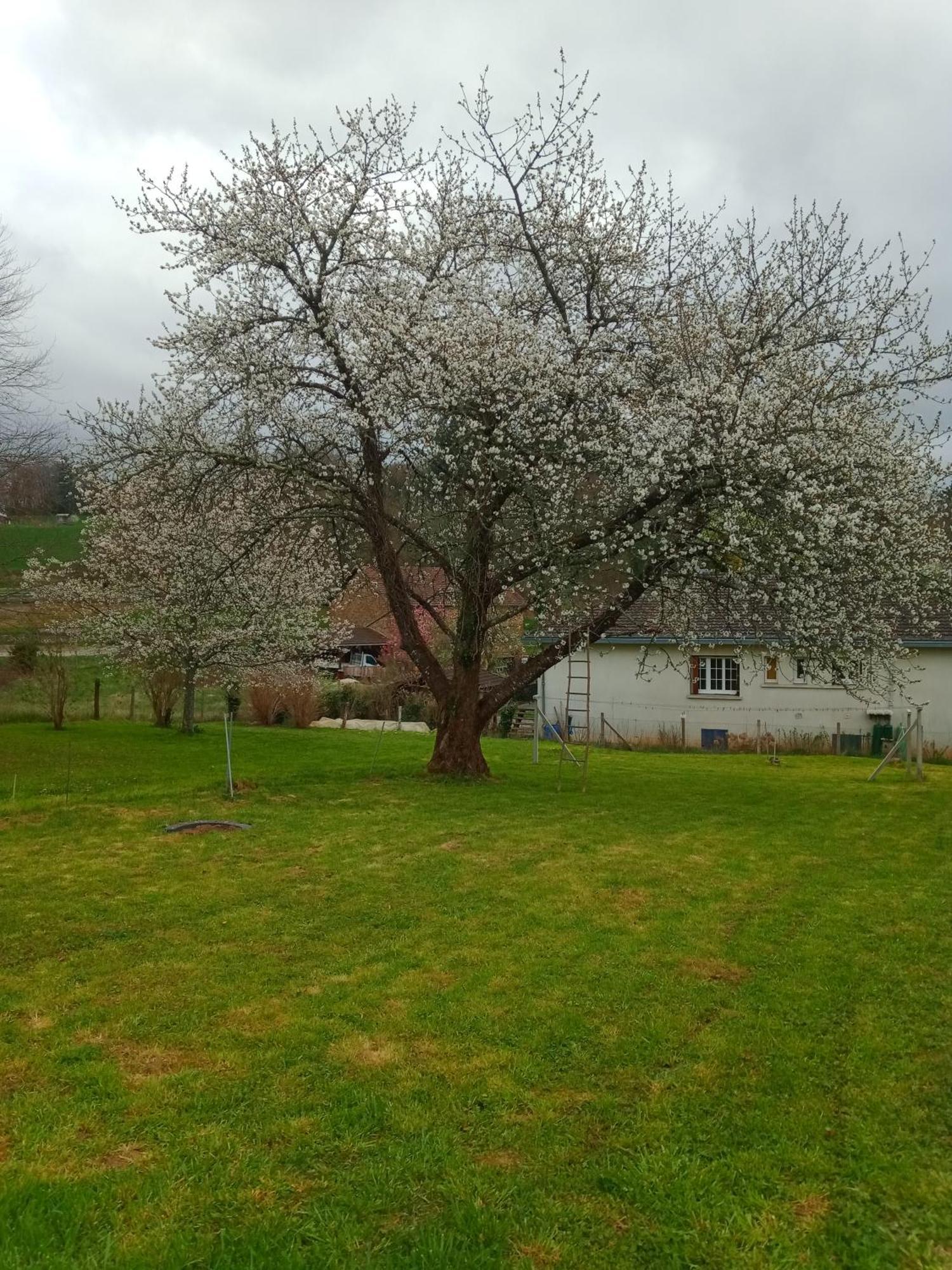 Cherry Blossom House Bujaleuf Kültér fotó